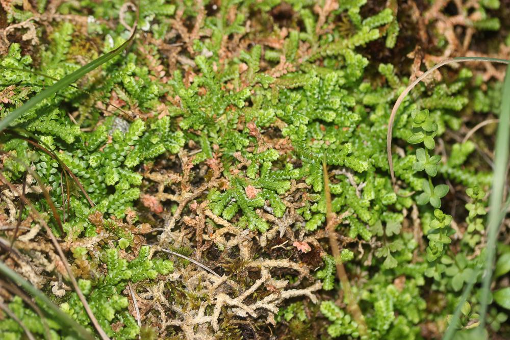Sélaginelle denticulée Selaginella denticulata (L.) Spring, 1838