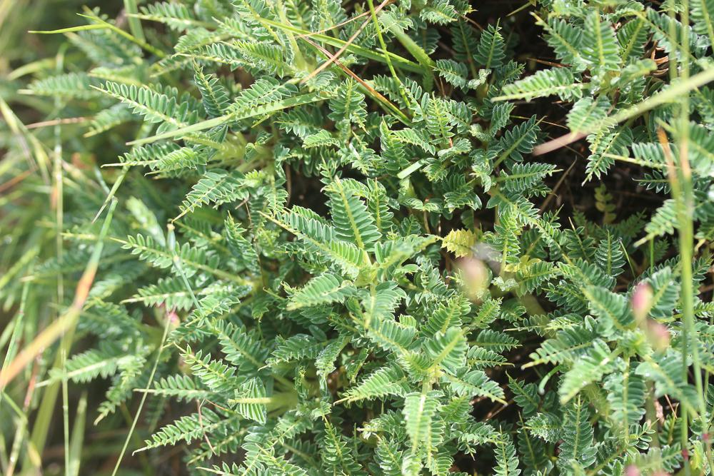 Le Astragale du Genargentu  Astragalus genargenteus Moris, 2006