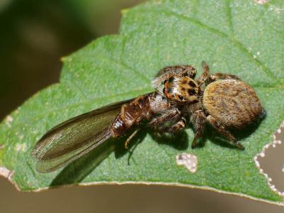  Carrhotus xanthogramma (Latreille, 1819)