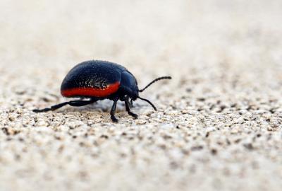 Chrysolina sanguinolenta