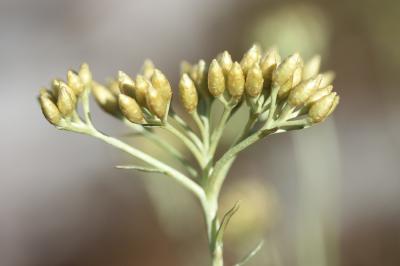 Immortelle d'Italie, Éternelle jaune Helichrysum italicum (Roth) G.Don, 1830