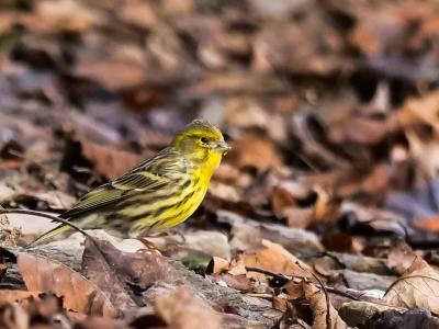 Serin cini Serinus serinus (Linnaeus, 1766)