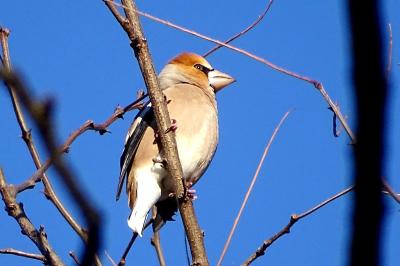 Coccothraustes coccothraustes