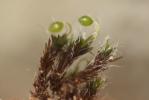  Grimmia orbicularis Bruch ex Wilson, 1844
