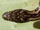Couleuvre vipérine Natrix maura (Linnaeus, 1758)