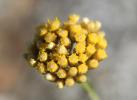 Immortelle d'Italie, Éternelle jaune Helichrysum italicum (Roth) G.Don, 1830