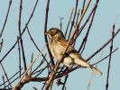 Bruant des roseaux Emberiza schoeniclus (Linnaeus, 1758)