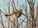 Bruant des roseaux Emberiza schoeniclus (Linnaeus, 1758)