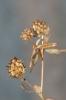 Trèfle raide Trifolium strictum L., 1755