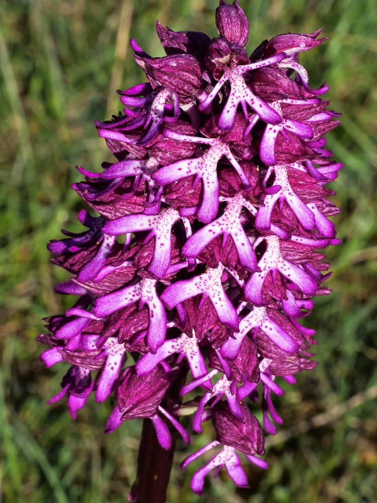 Le Orchis Orchis x angusticruris Franch. ex Rouy, 1912