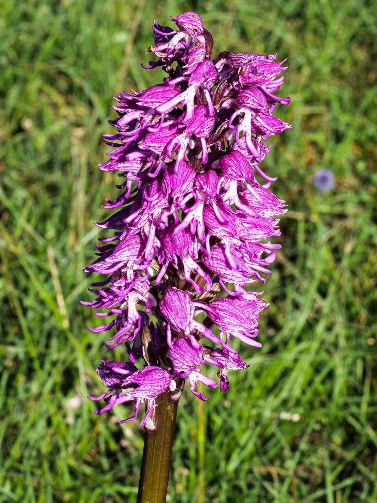 Orchis Orchis x angusticruris Franch. ex Rouy, 1912