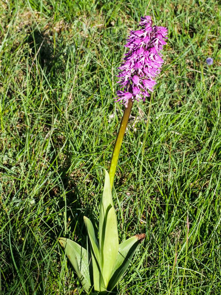 Le Orchis Orchis x angusticruris Franch. ex Rouy, 1912