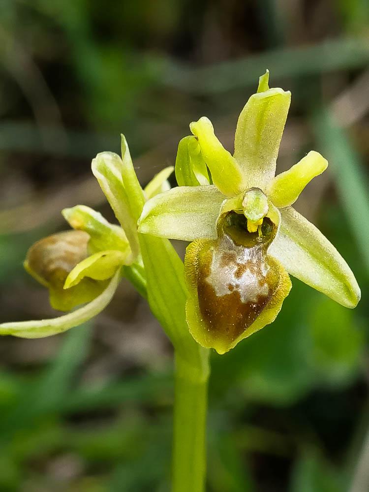 Le Ophrys verdissant Ophrys virescens Philippe, 1859