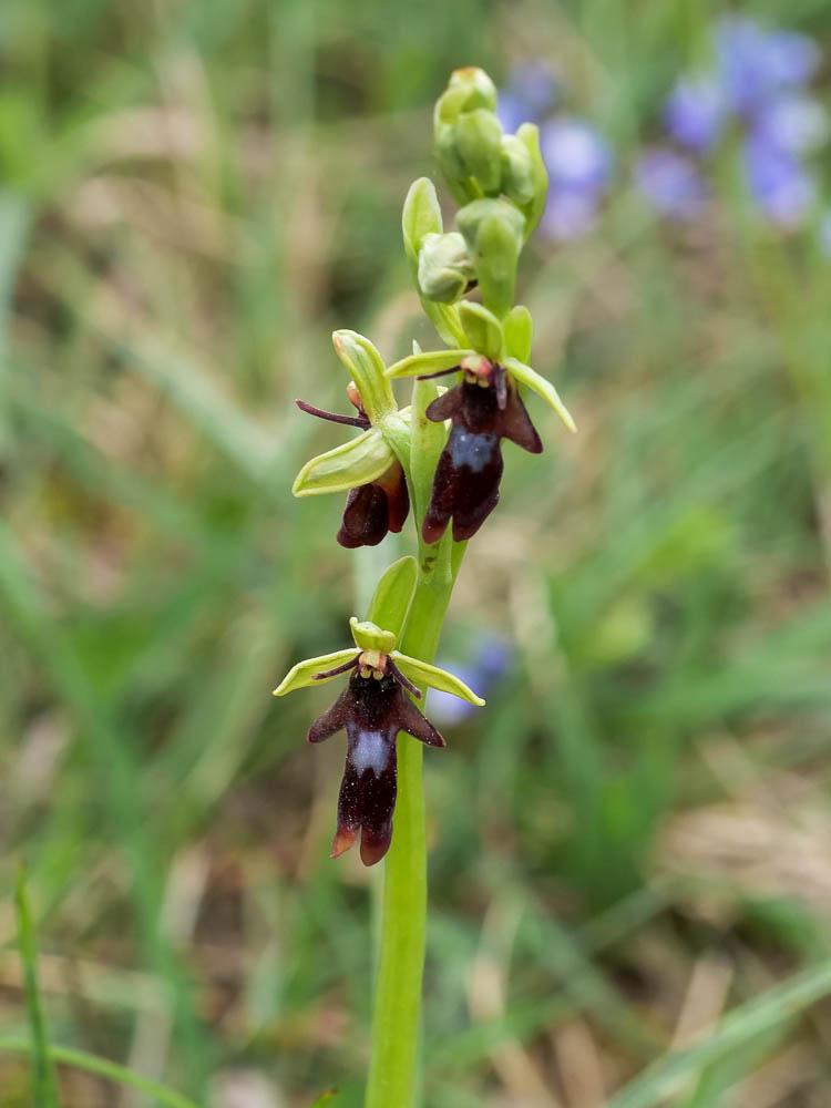 Le Ophrys mouche Ophrys insectifera L., 1753