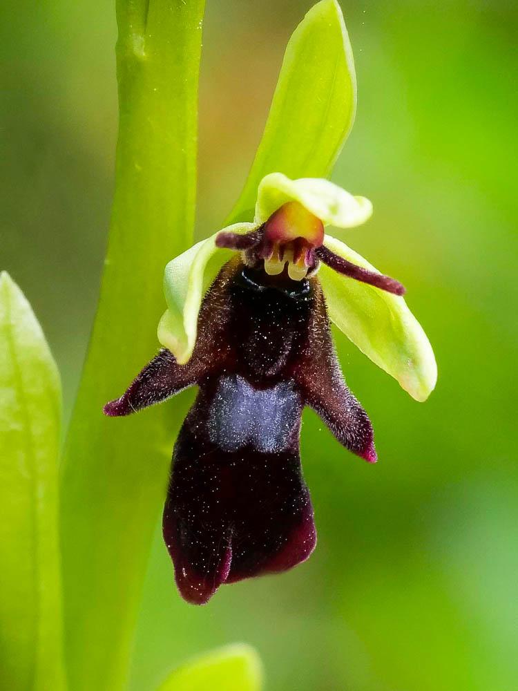 Le Ophrys mouche Ophrys insectifera L., 1753