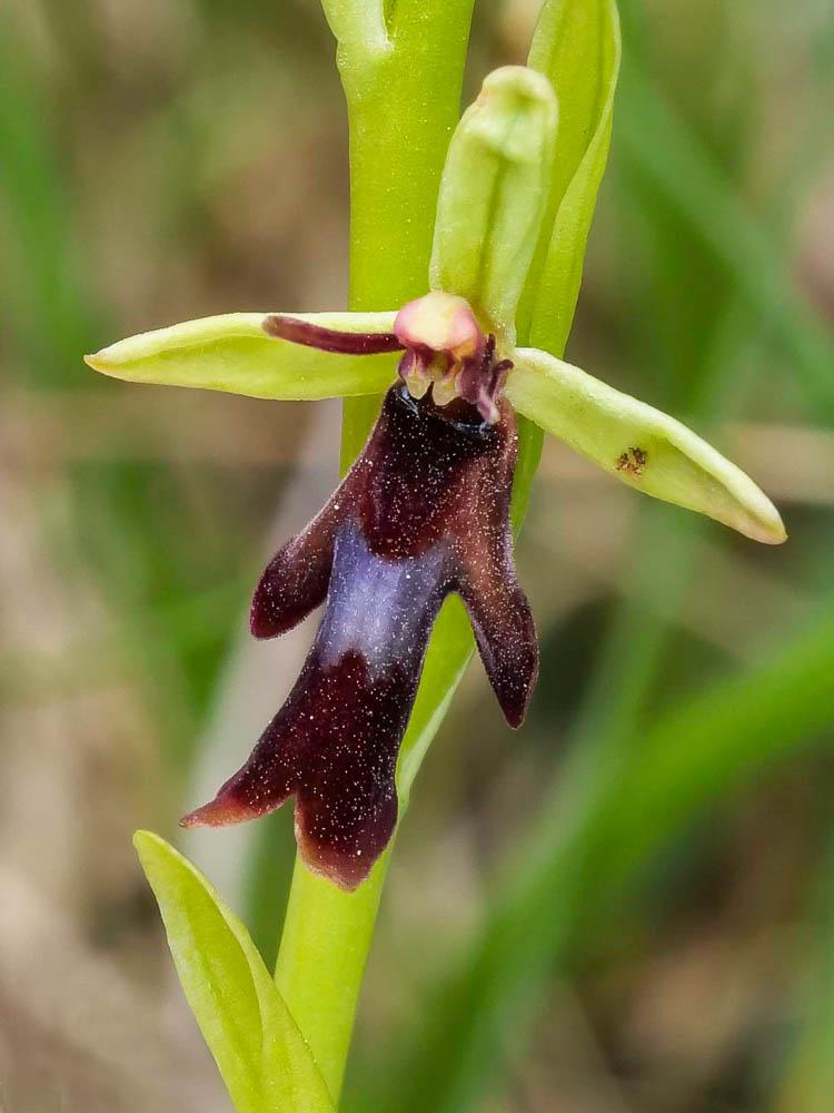 Ophrys mouche Ophrys insectifera L., 1753