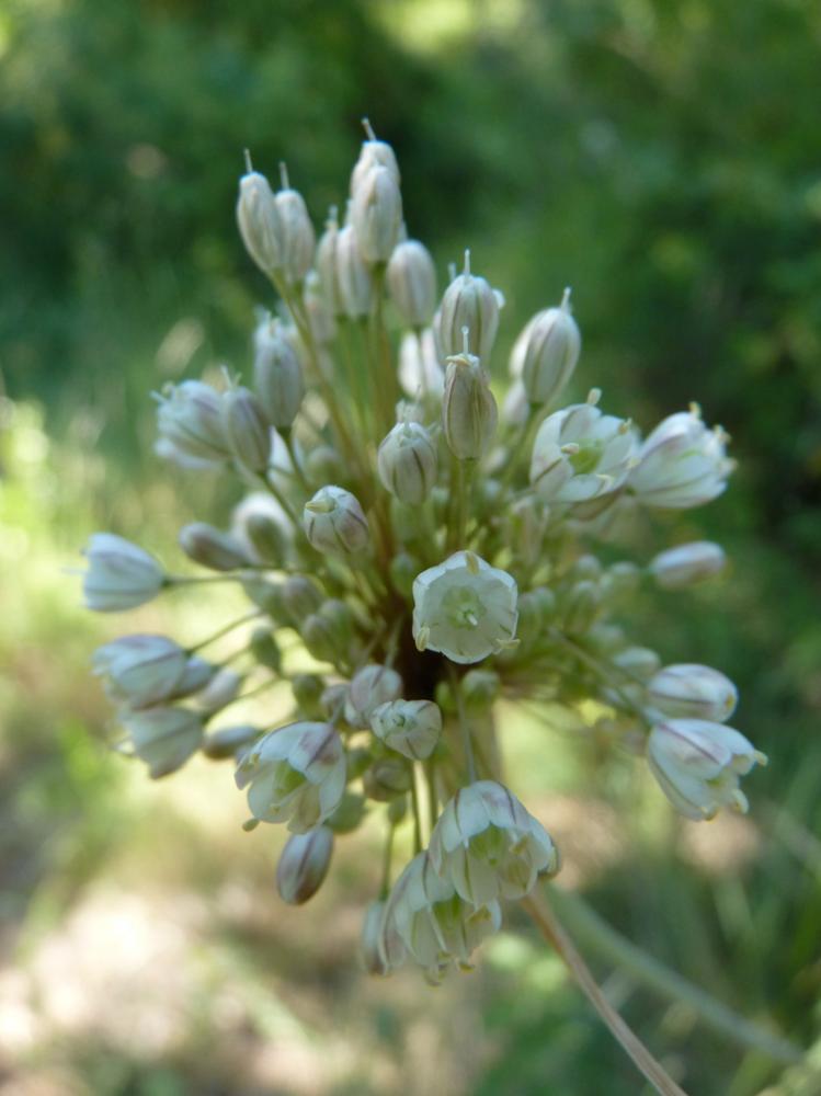Le Ail pâle Allium pallens L., 1762