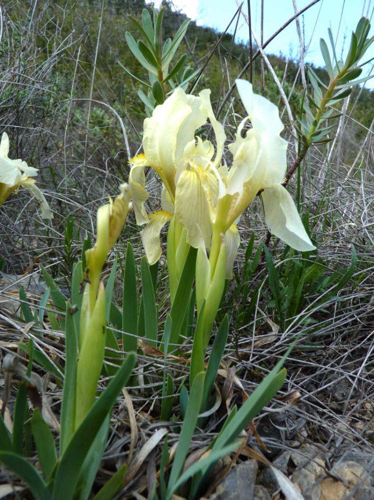 Le Iris jaunâtre Iris lutescens Lam., 1789