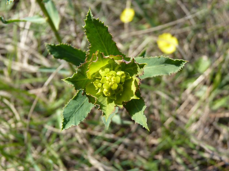 Euphorbe dentée Euphorbia serrata L., 1753