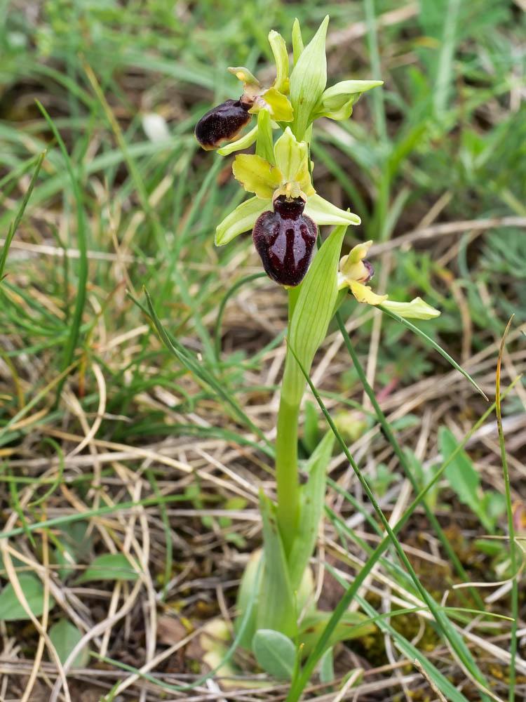 Le Ophrys de la passion Ophrys passionis Sennen, 1926