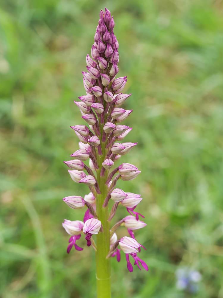  Orchis x spuria Rchb.f., 1849