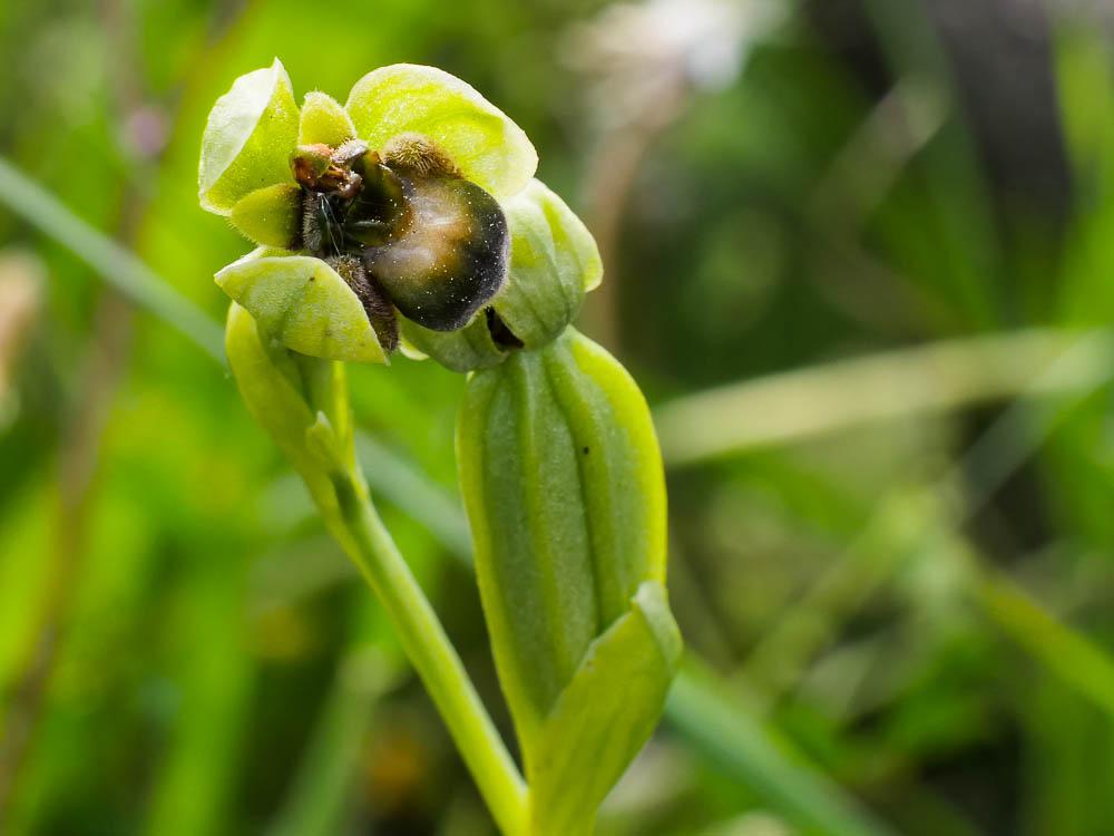 Le Ophrys bombyx Ophrys bombyliflora Link, 1800