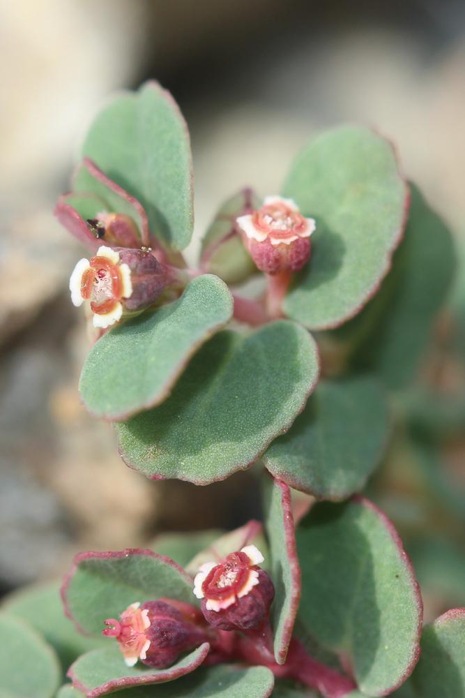 Le Euphorbe petit-figuier, Monnoyère Euphorbia chamaesyce L., 1753