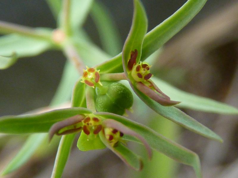 Euphorbe fluette Euphorbia exigua L., 1753