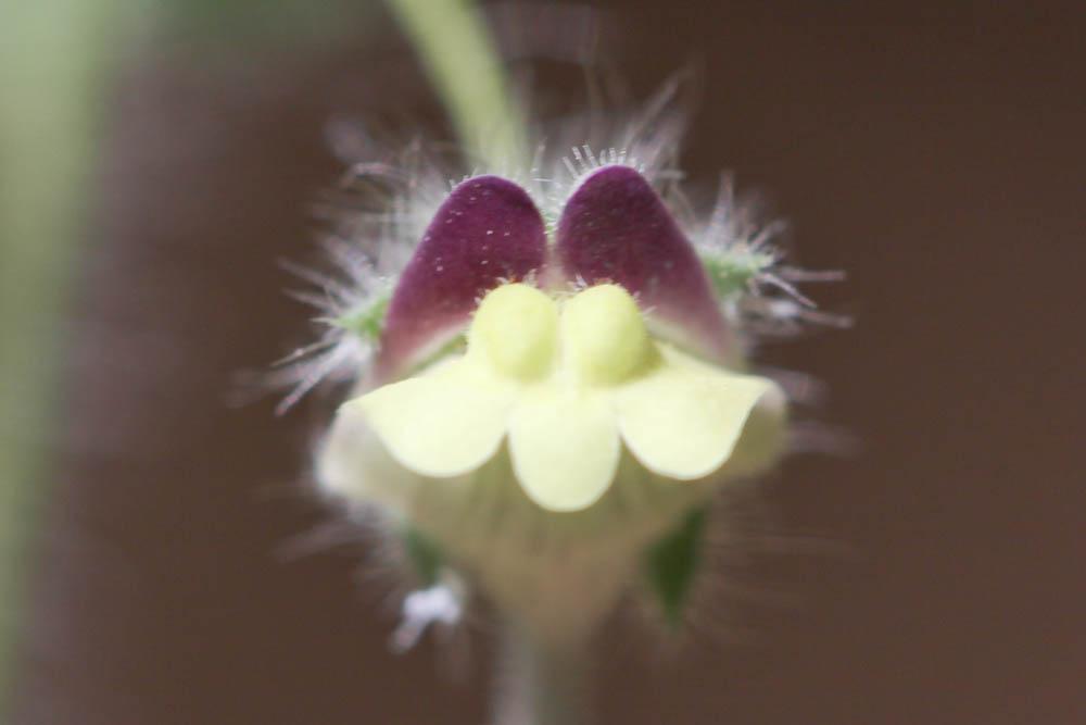 Le Linaire de Sieber Kickxia elatine subsp. crinita (Mabille) Greuter, 1967