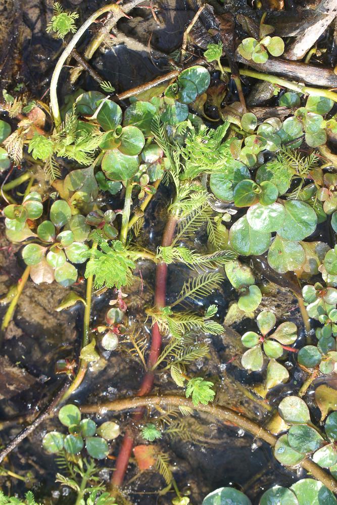 Le Myriophylle aquatique, Myriophylle du Brésil, Mill Myriophyllum aquaticum (Vell.) Verdc., 1973