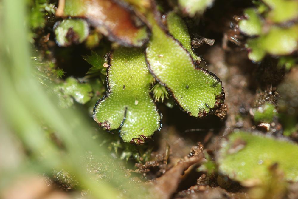 Le  Mannia californica (Gottsche ex Underw.) L.C.Wheeler