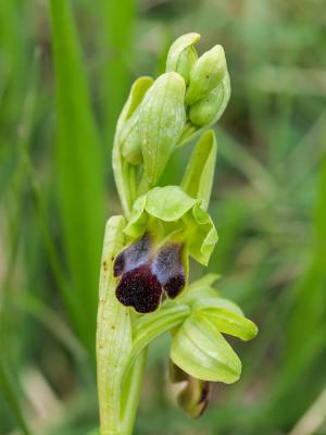 Ophrys funèbre Ophrys funerea Viv., 1824