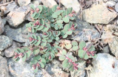 Euphorbe petit-figuier, Monnoyère Euphorbia chamaesyce L., 1753