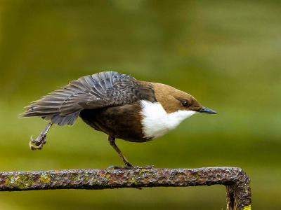 Cincle plongeur Cinclus cinclus (Linnaeus, 1758)