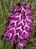 Orchis Orchis x angusticruris Franch. ex Rouy, 1912