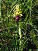 Ophrys de la passion Ophrys passionis Sennen, 1926