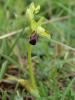 Ophrys funèbre Ophrys funerea Viv., 1824