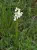 Orchis bouffon Anacamptis morio (L.) R.M.Bateman, Pridgeon & M.W.Chase, 1997