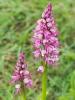  Orchis x spuria Rchb.f., 1849