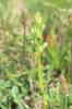 Orchis vert, Orchis grenouille, Satyrion vert Dactylorhiza viridis (L.) R.M.Bateman, Pridgeon & M.W.Chase, 1997