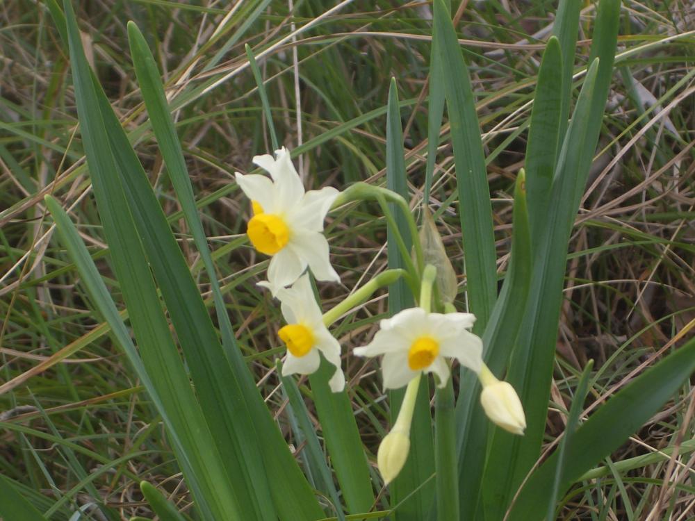 Narcisses à bouquet jaune, Narcisse-à-bouquet Narcissus tazetta L., 1753
