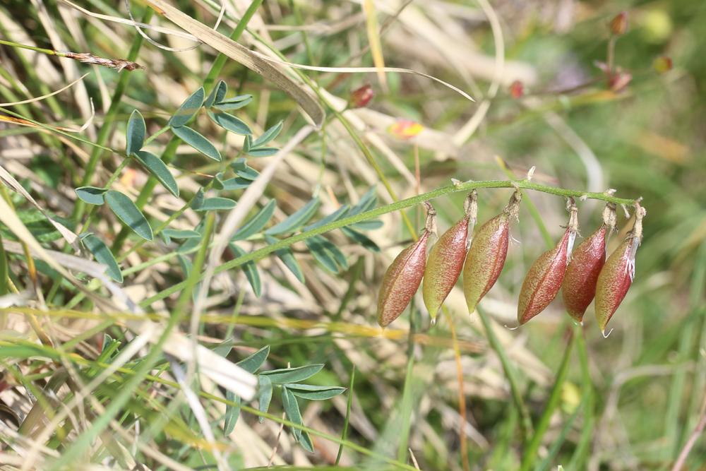 Astragale austral Astragalus australis (L.) Lam., 1779