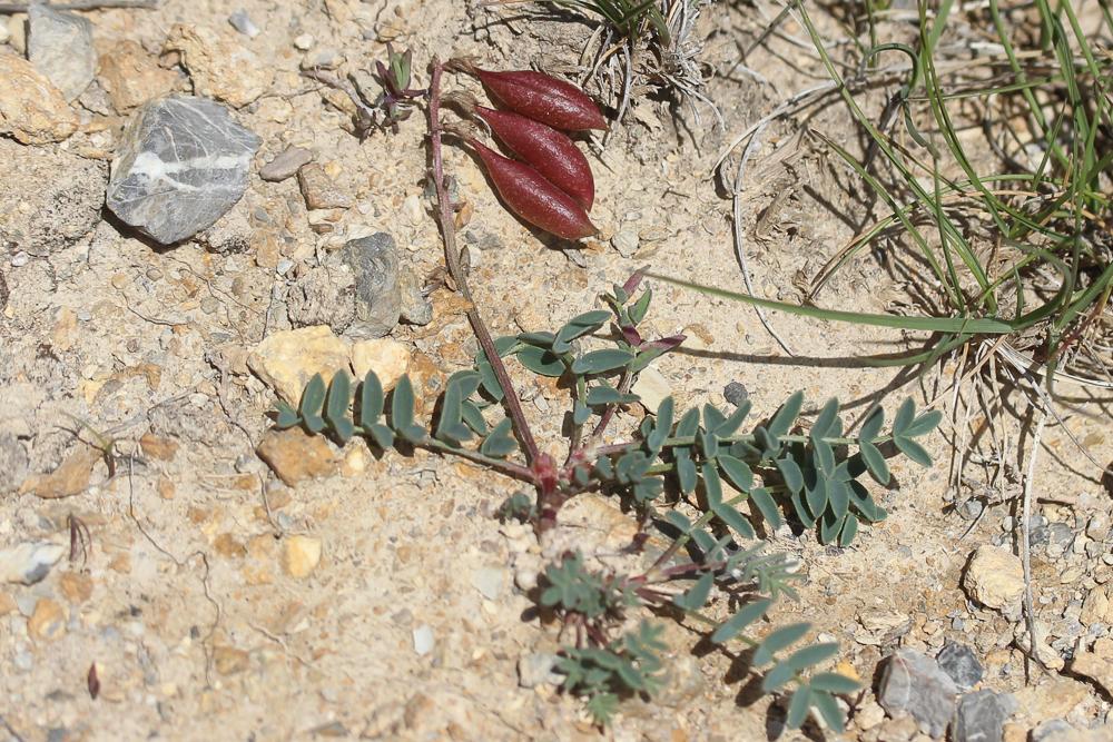 Le Astragale austral Astragalus australis (L.) Lam., 1779