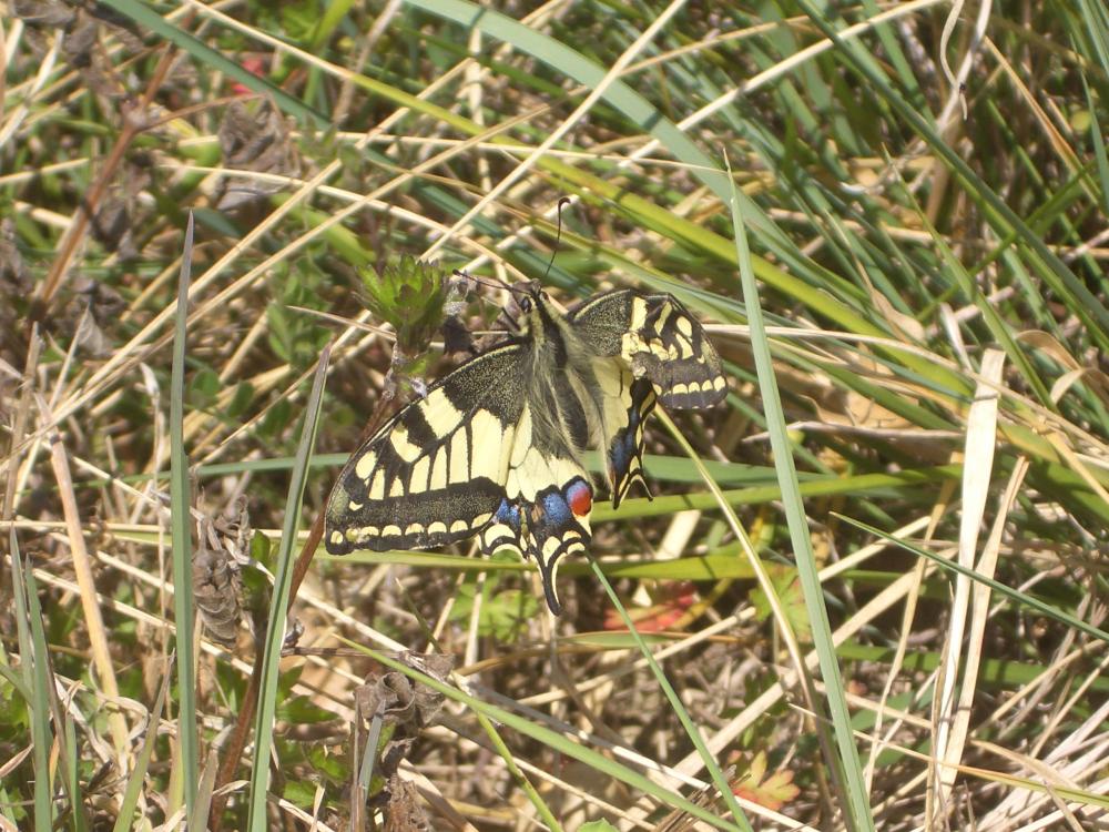 Machaon (Le), Grand Porte-Queue (Le) Papilio machaon Linnaeus, 1758