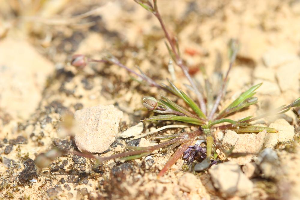 Sagine dressée Sagina apetala subsp. erecta F.Herm., 1912