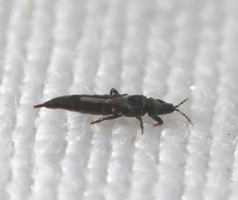 Le  sp. Haplothrips Amyot & Audinet-Serville, 1843 sp.