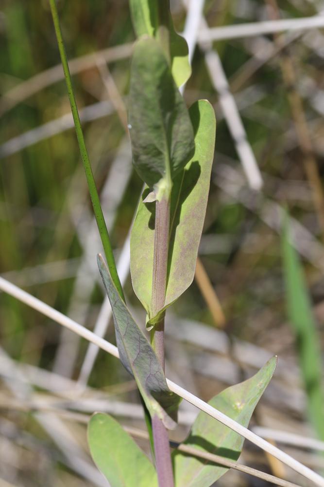 Le Cranson à feuilles de Pastel Ionopsidium glastifolium (L.) M.Koch, 2012