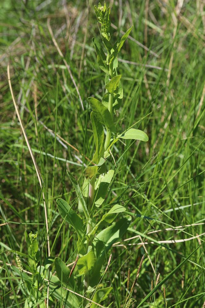 Cranson à feuilles de Pastel Ionopsidium glastifolium (L.) M.Koch, 2012
