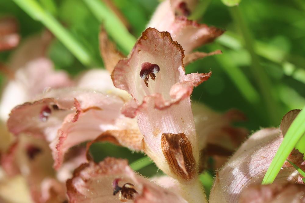 Orobanche giroflée, Orobanche à odeur d'Oeillet Orobanche caryophyllacea Sm., 1798