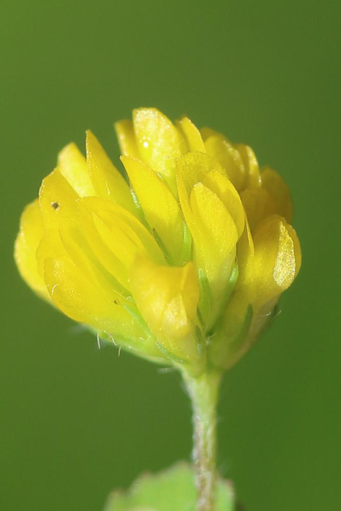 Trèfle douteux, Petit Trèfle jaune Trifolium dubium Sibth., 1794